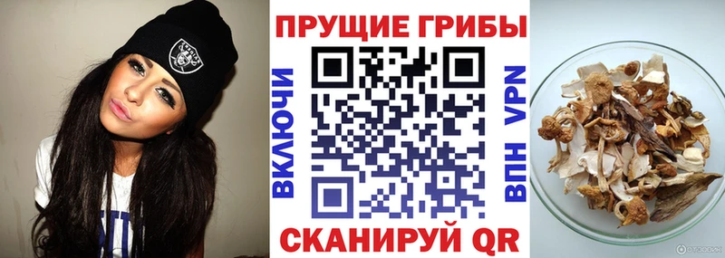 Купить закладки  Тарко-Сале  Псилоцибиновые грибы GOLDEN TEACHER 
